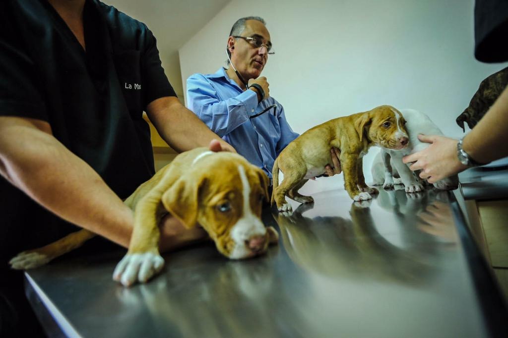 Anuncian construcción de hospital veterinario con ganancias por alza del bitcoin anuncian-construccion-de-hospital-veterinario-con-ganancias-por-alza-del-bitcoin
